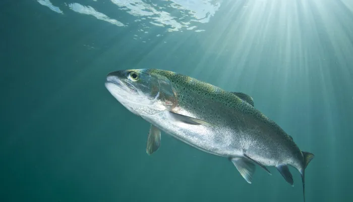 A rainbow trout swimming underwater